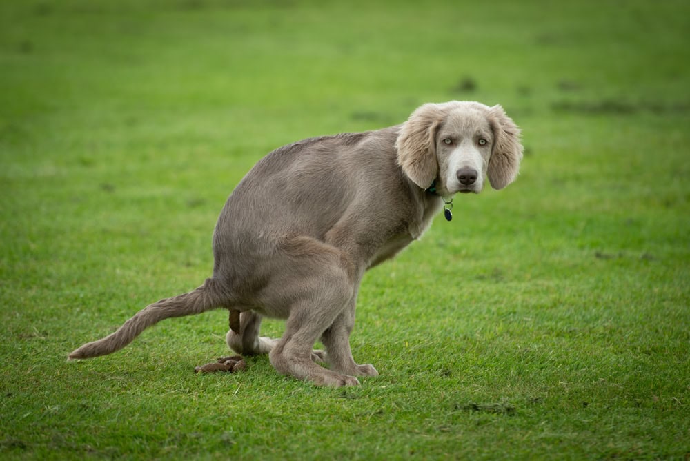 Weimaraner dog does poo at park