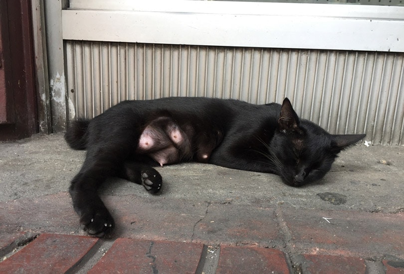 a black cat with swollen nipples is sleeping on concrete floor of a building