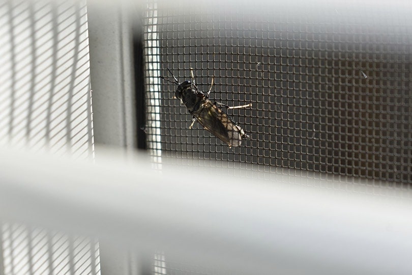 a black soldier fly on the window screen