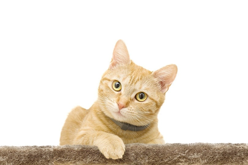 a cute yellow cat with collar on faux fur surface