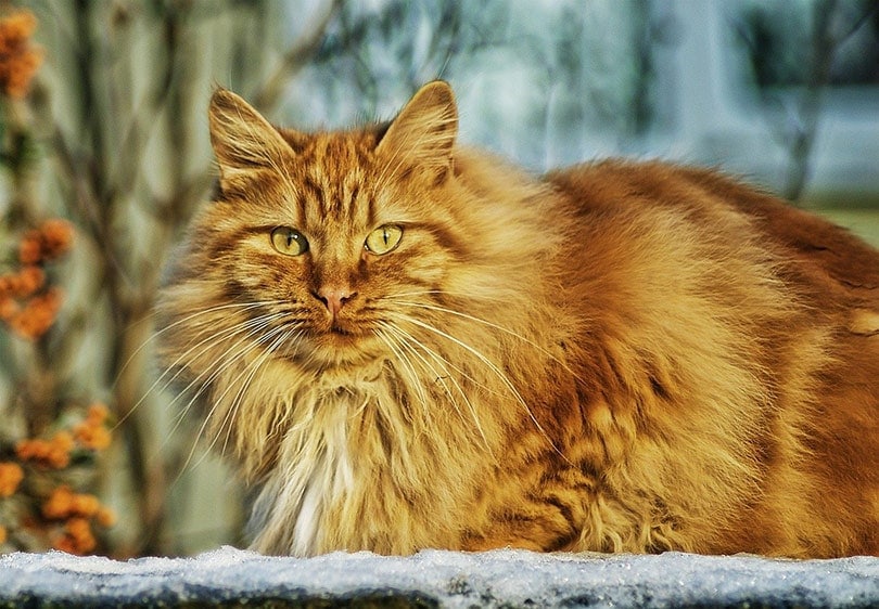 a yellow long haired tabby cat in the snow