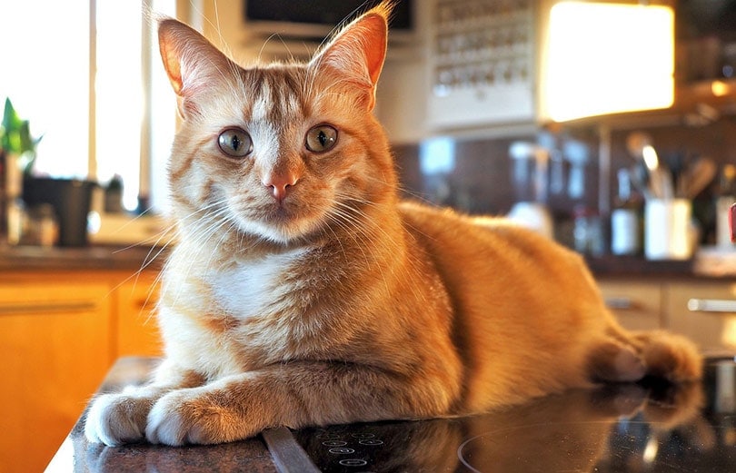 a yellow tabby cat on ktichen counter