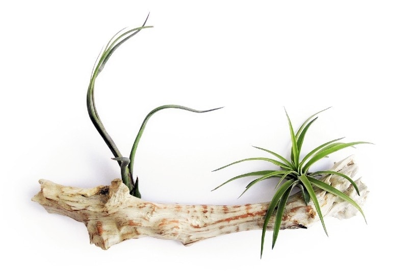 air plants