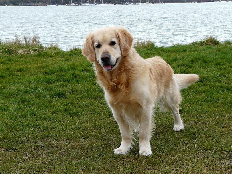 american golden retriever standing on a riverbank