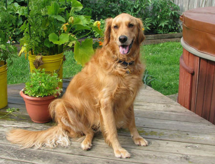 When Do Golden Retrievers Go Into Heat? Vet-Reviewed Cycles, Signs