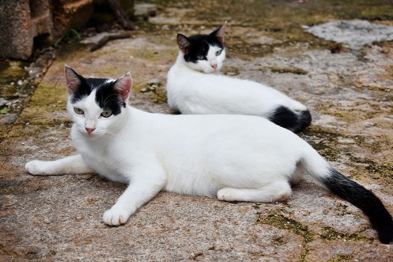 black and white cat twins lying on the ground outdoor