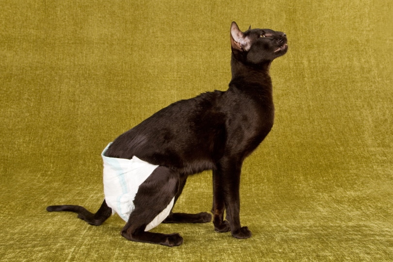 black cat wearing diaper