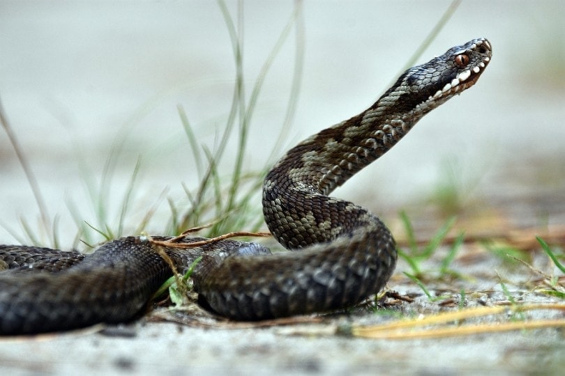 black snake crawling on the ground