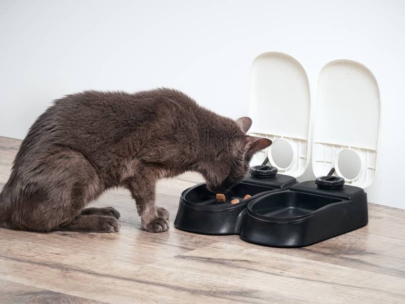brown-cat-eats-from-the-automatic-feeder