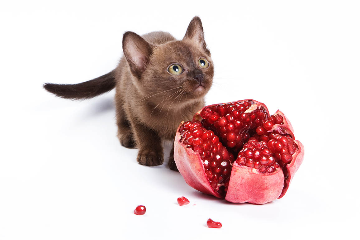 Burmese kitten with pomegranate