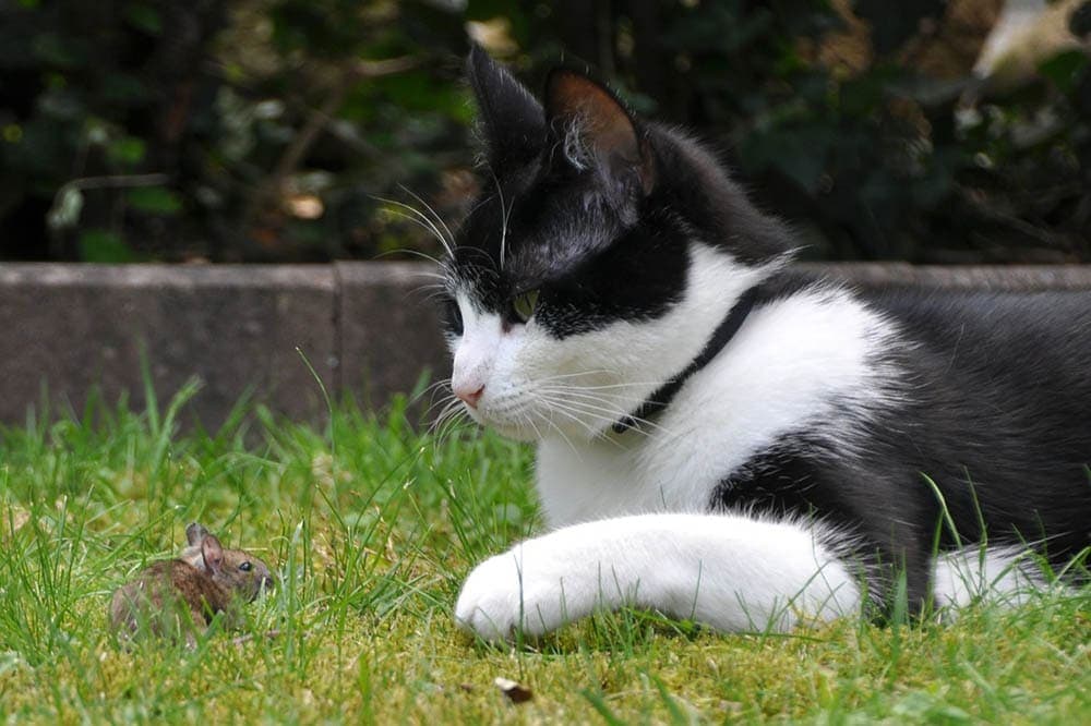 cat and mouse on the grass