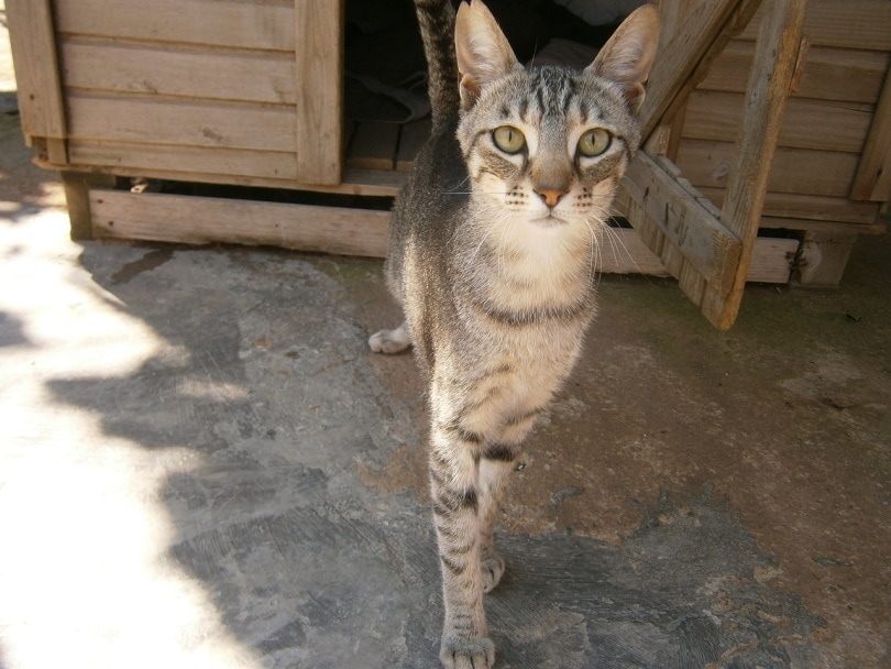 cat coming out of cat house