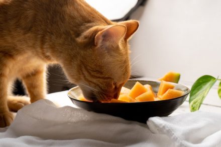 Can Cats Eat Cantaloupe? Vet-Reviewed Nutritional Facts & FAQ Hepper