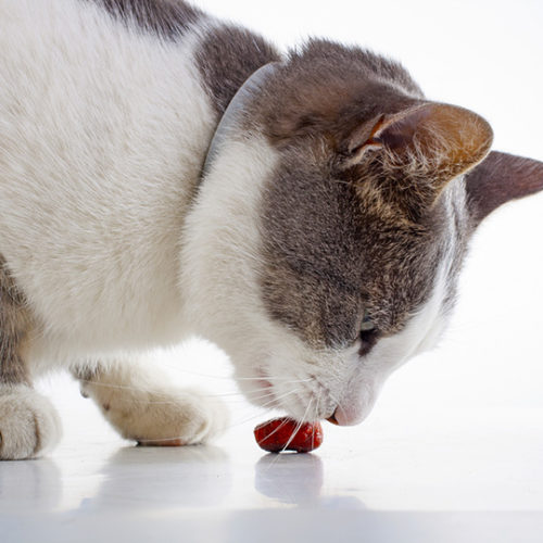 cat eating meat balls
