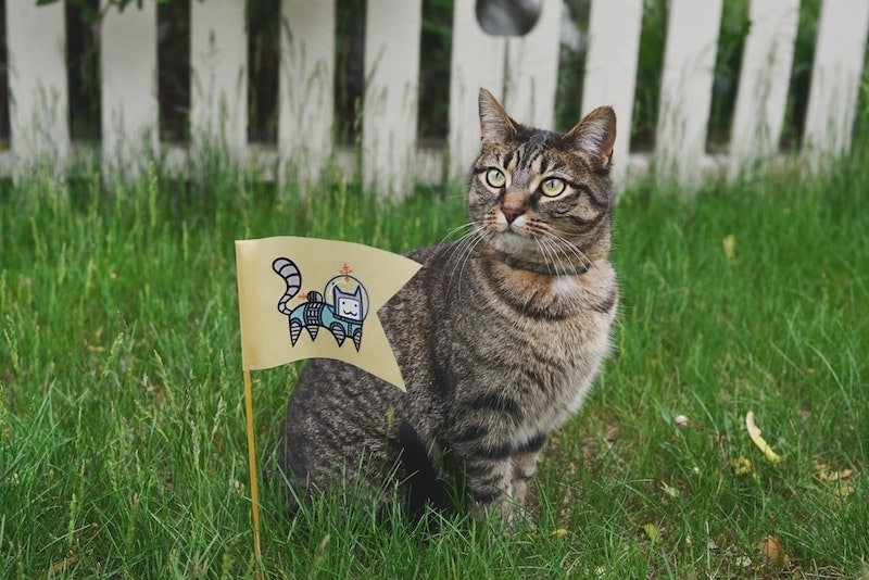 cat in grassy yard with astronaut flag