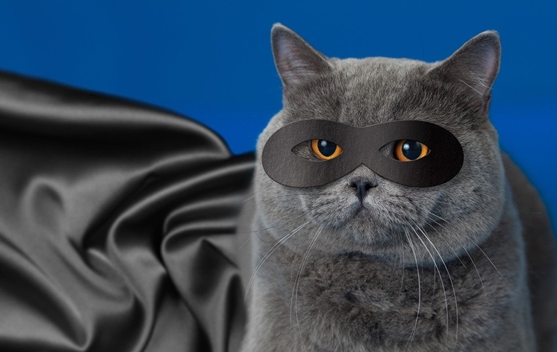 cat in superhero mask