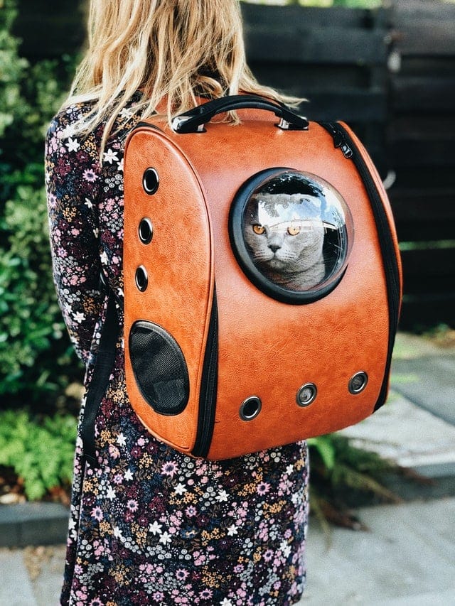 cat in woman's backpack
