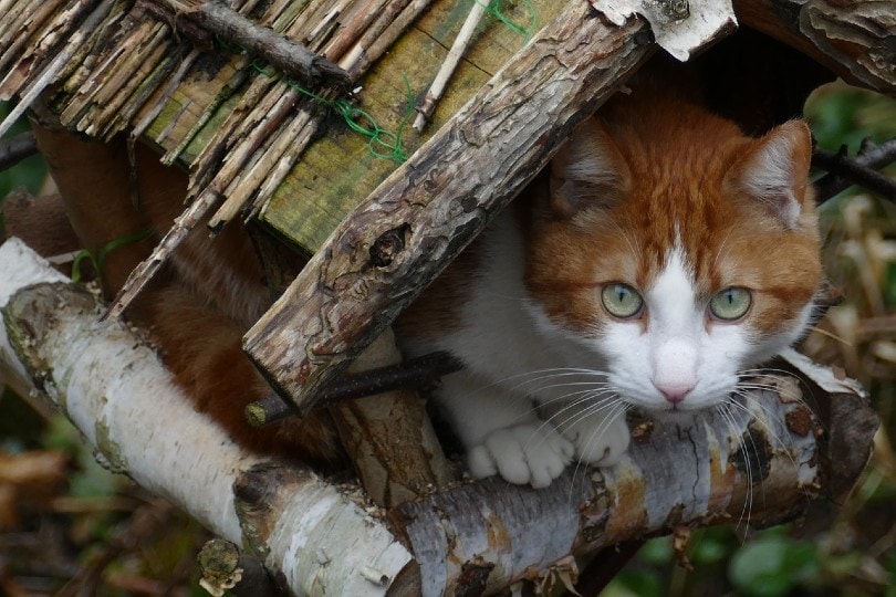 cat inside bird feeder