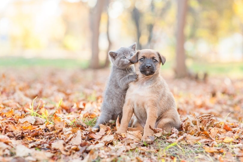 cat licking dog ear