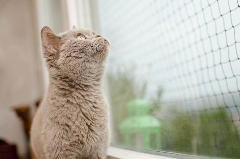6 DIY Cat Window Guards and Screen Protectors You Can Make Today (With ...