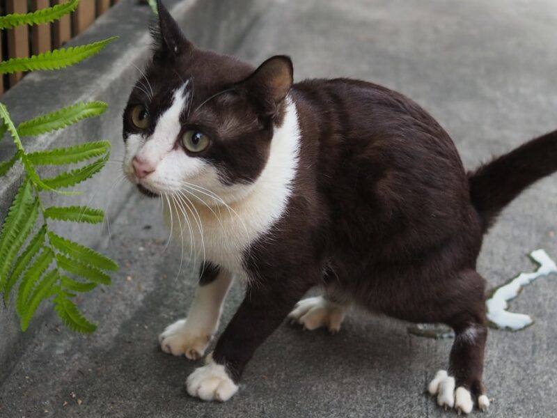 black and white cat peeing on concrete ground