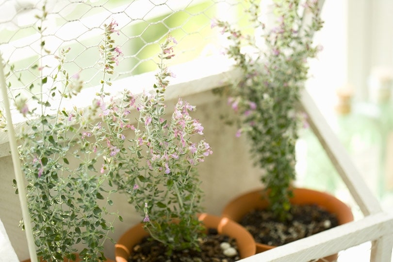 cat thyme decorated by a window in bathroom