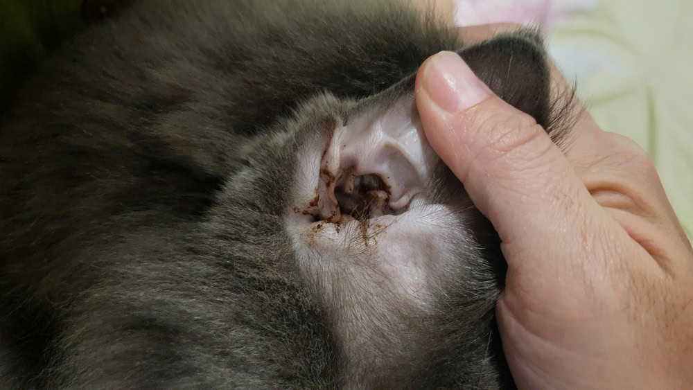 cat with ear wax