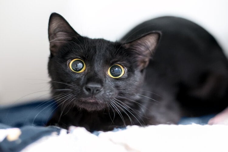 cat with dilated pupils
