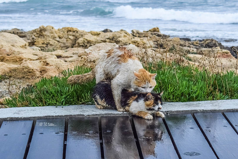 cats mating on a path by the sea