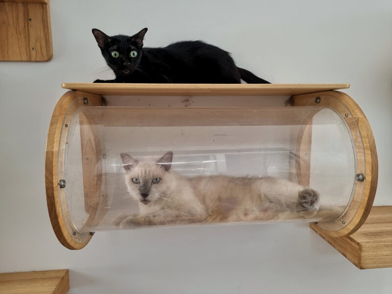 cats resting in wall mounted tunnel shelf