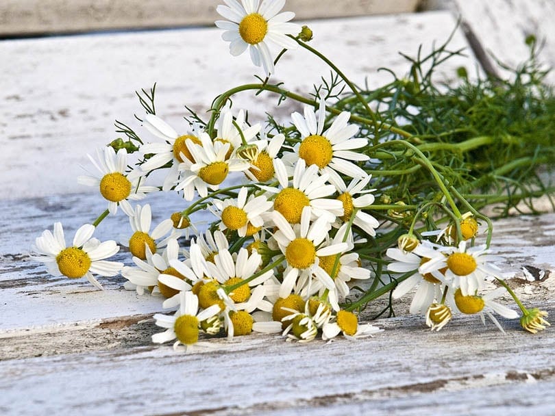 chamomile flowers on a wooden surface