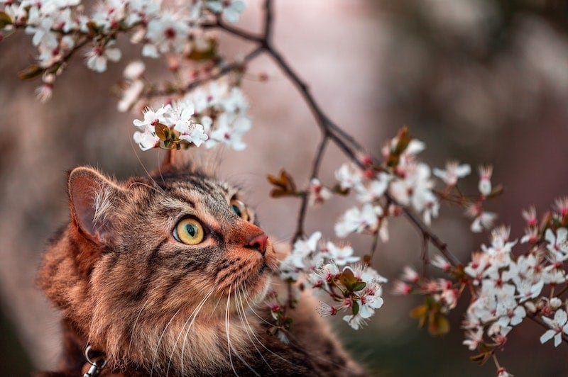 closeup tabby cat with golden eyes and cherry blossoms on tree