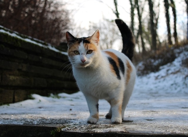 cold outside cat
