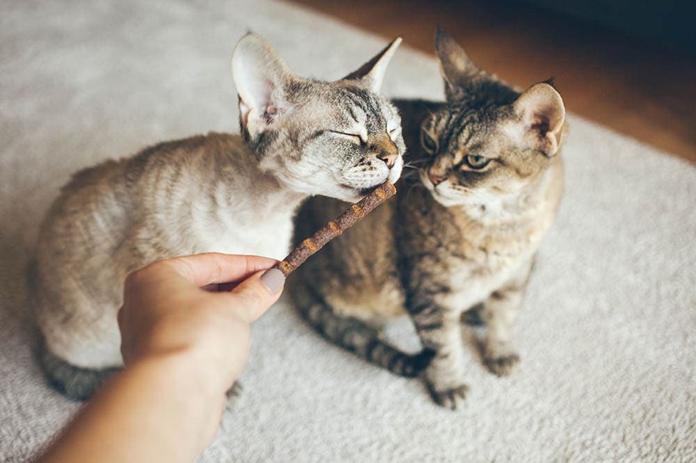 devon rex cats enjoying tuna treat