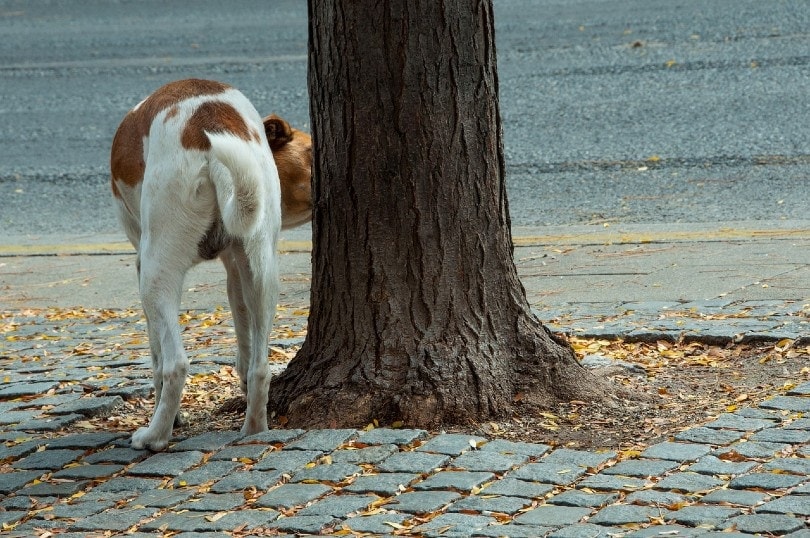 dog trying to pee on tree at the streets