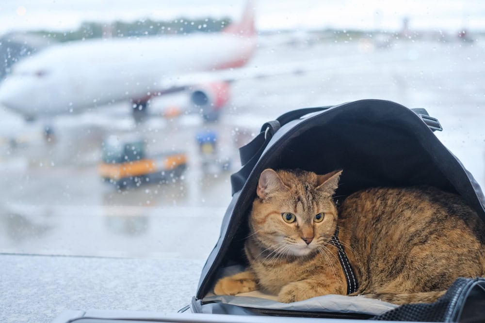 domestic cat sits in a carrier bag on a windowsill in an airport on the background of an airplane.
