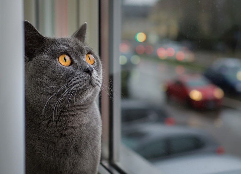 gray cat with yellow eyes looking something at the window