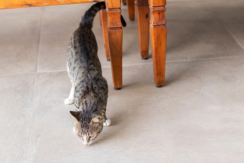 gray tabby cat sniffing the floor
