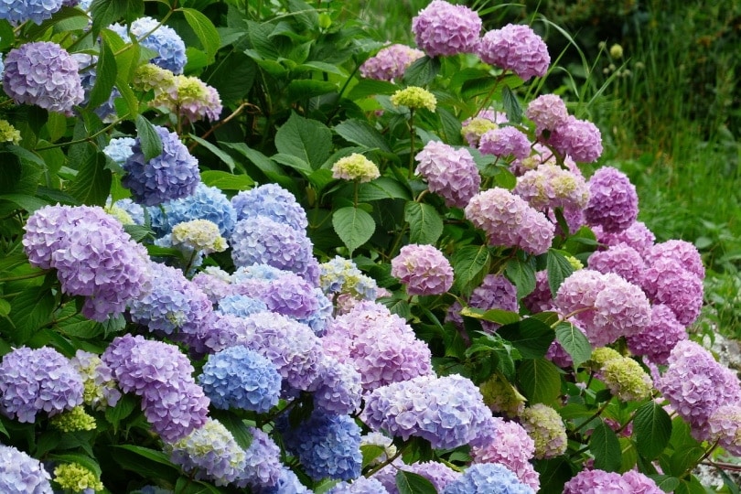 hydrangeas-in-the-wild