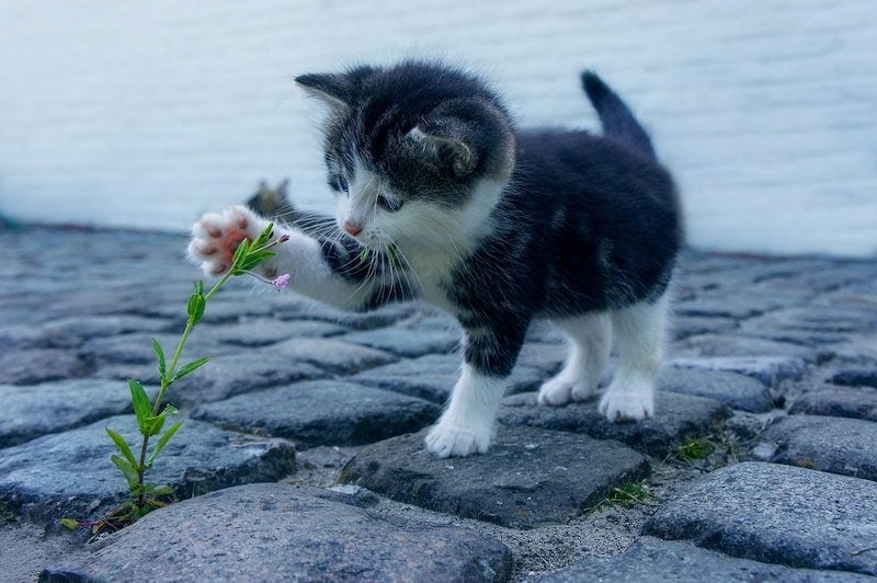 kitten playing with flower plant on cobblestones
