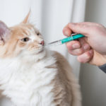 maine coon cat getting medication into mouth with syringe