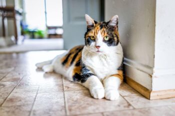 Are All Calico Cats Female? Interesting Feline Facts | Hepper Pet Resources