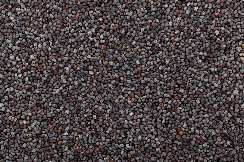 poppy seeds
