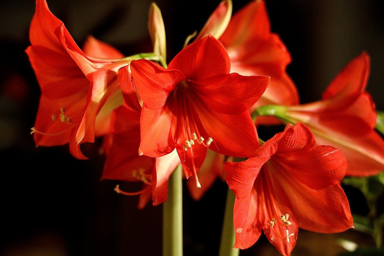 red amaryllis in black background