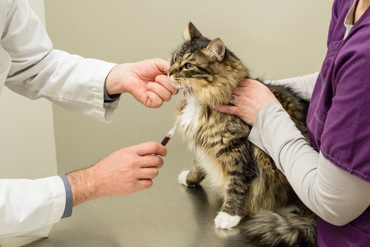 Cat getting blood sample