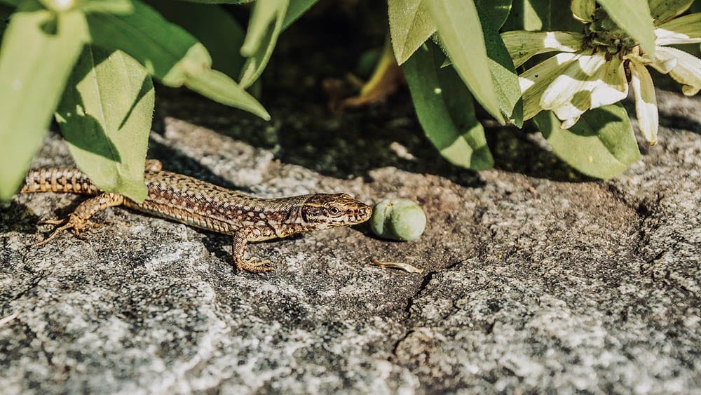 small lizard outdoor