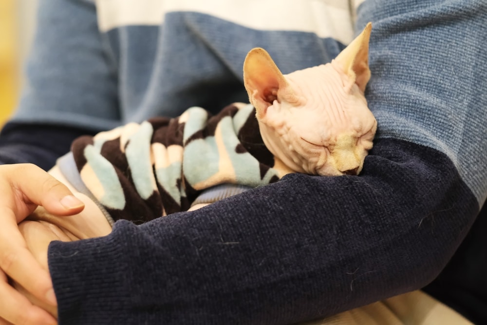 sphynx cat cuddle affectionate with owner