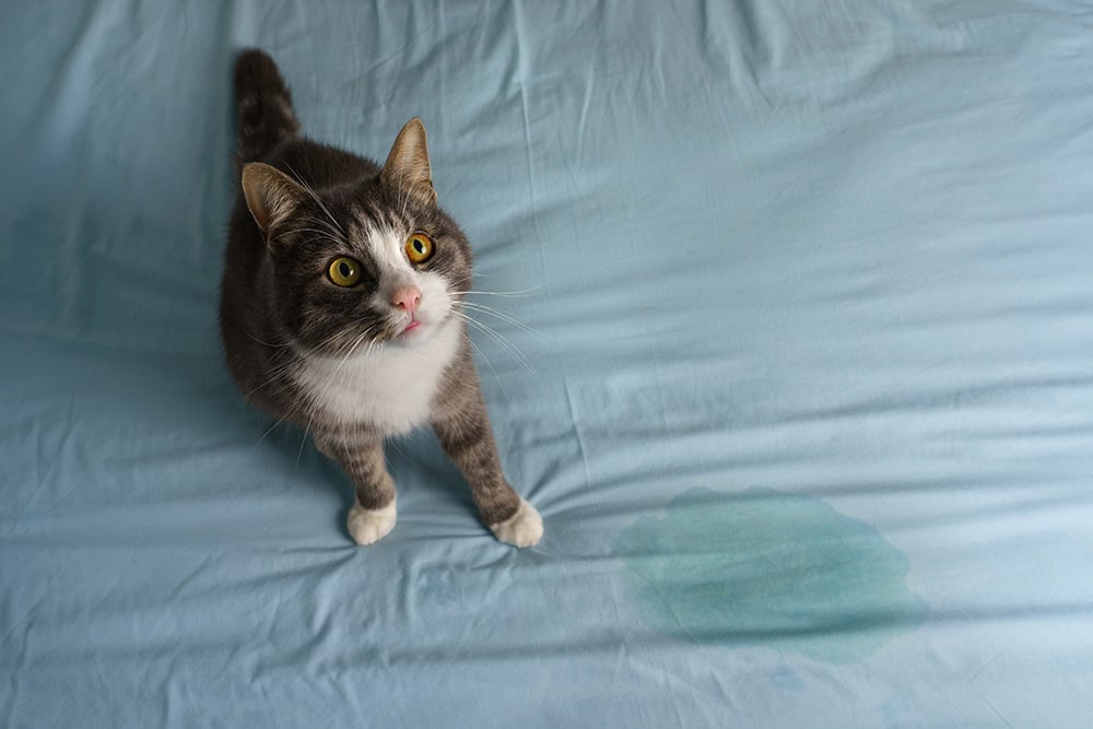 tabby cat peed on the bed