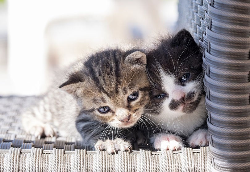 tabby kitten twins on a chair