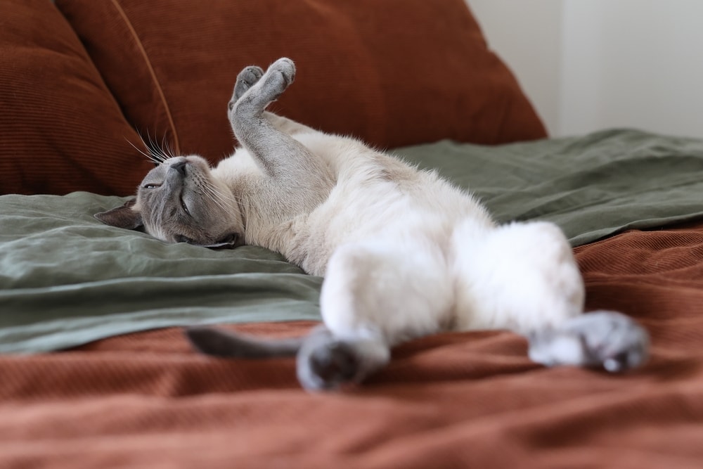 tonkinese cat cuddle affectionate